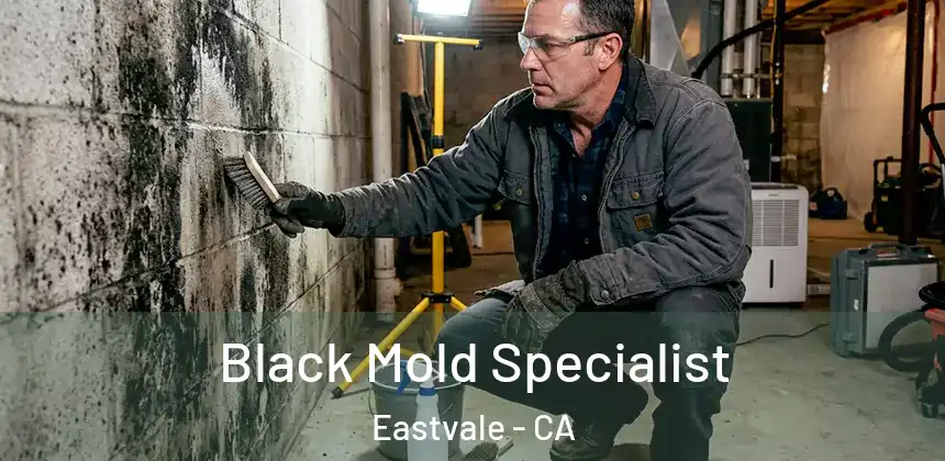 Black Mold Specialist Eastvale - CA