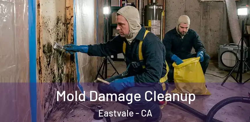  Mold Damage Cleanup Eastvale - CA