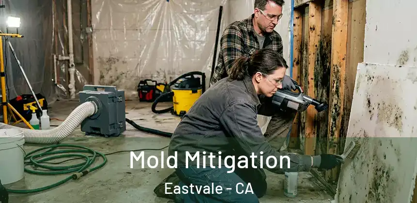  Mold Mitigation Eastvale - CA